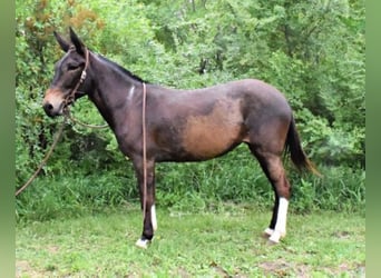 American Quarter Horse, Mare, 11 years, 14,2 hh, Bay