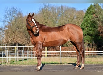 American Quarter Horse, Mare, 11 years, 14,2 hh, Chestnut