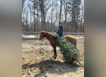 American Quarter Horse, Mare, 11 years, 14,2 hh, Chestnut