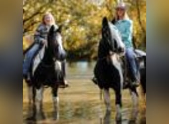 American Quarter Horse, Mare, 11 years, 14,2 hh, Tobiano-all-colors