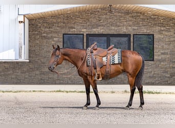 American Quarter Horse, Mare, 11 years, 14,3 hh, Bay