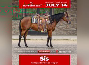 American Quarter Horse, Mare, 11 years, 14,3 hh, Bay