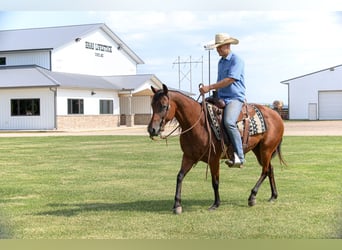 American Quarter Horse, Mare, 11 years, 14,3 hh, Bay