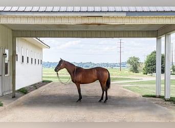 American Quarter Horse, Mare, 11 years, 14,3 hh, Bay