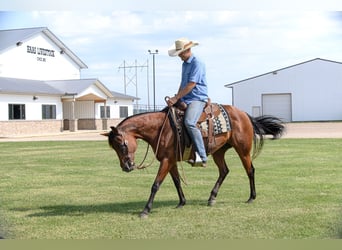American Quarter Horse, Mare, 11 years, 14,3 hh, Bay