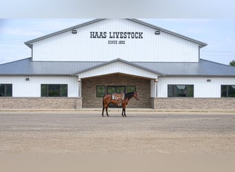American Quarter Horse, Mare, 11 years, 14,3 hh, Bay
