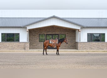 American Quarter Horse, Mare, 11 years, 14,3 hh, Bay