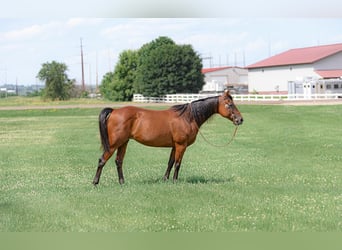 American Quarter Horse, Mare, 11 years, 14,3 hh, Bay