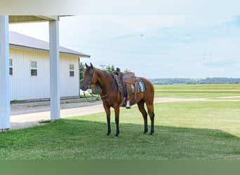 American Quarter Horse, Mare, 11 years, 14,3 hh, Bay