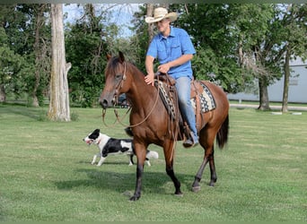 American Quarter Horse, Mare, 11 years, 14,3 hh, Bay