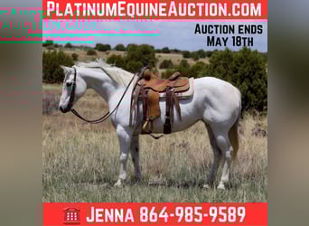 American Quarter Horse, Mare, 11 years, 14,3 hh, Gray