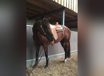 American Quarter Horse, Mare, 11 years, 15.1 hh, Brown