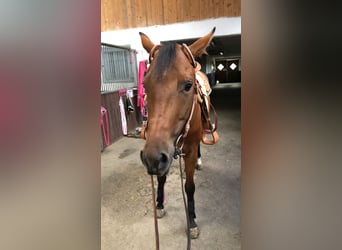 American Quarter Horse, Mare, 11 years, 15.1 hh, Brown