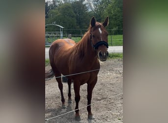 American Quarter Horse, Mare, 11 years, 15.1 hh, Chestnut