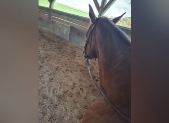 American Quarter Horse, Mare, 11 years, 15.1 hh, Chestnut-Red