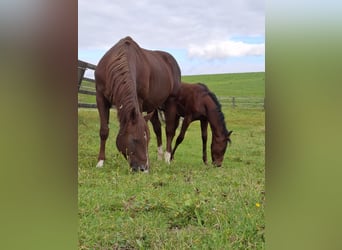 American Quarter Horse, Mare, 11 years, 15.1 hh, Chestnut-Red