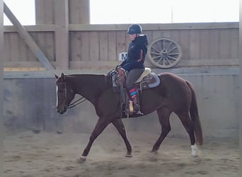 American Quarter Horse, Mare, 11 years, 15.1 hh, Chestnut-Red