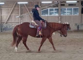 American Quarter Horse, Mare, 11 years, 15.1 hh, Chestnut-Red