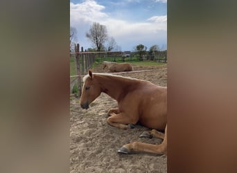 American Quarter Horse, Mare, 11 years, 15.1 hh, Palomino