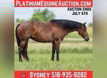 American Quarter Horse, Mare, 11 years, 15.1 hh, Roan-Bay