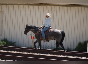 American Quarter Horse, Mare, 11 years, 15.1 hh, Roan-Bay