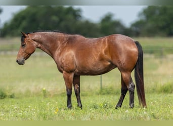American Quarter Horse, Mare, 11 years, 15.1 hh, Roan-Bay