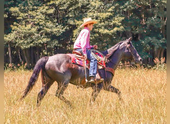 American Quarter Horse, Mare, 11 years, 15.1 hh, Roan-Blue