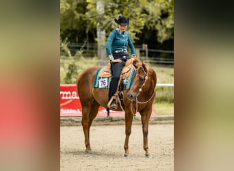 American Quarter Horse, Mare, 11 years, 15.2 hh, Chestnut