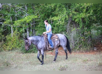 American Quarter Horse, Mare, 11 years, 15.2 hh, Roan-Bay