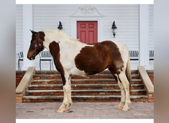 American Quarter Horse, Mare, 11 years, 15.2 hh, Tobiano-all-colors