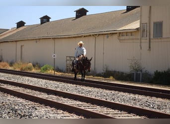 American Quarter Horse, Mare, 11 years, 15 hh, Bay