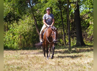 American Quarter Horse, Mare, 11 years, 15 hh, Bay