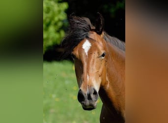 American Quarter Horse, Mare, 11 years, 15 hh, Brown