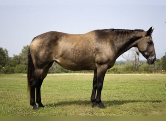 American Quarter Horse, Mare, 11 years, 15 hh, Buckskin