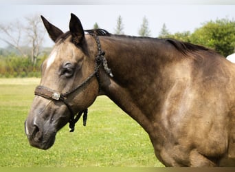 American Quarter Horse, Mare, 11 years, 15 hh, Buckskin