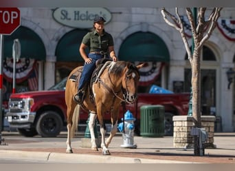 American Quarter Horse, Mare, 11 years, 15 hh, Dun