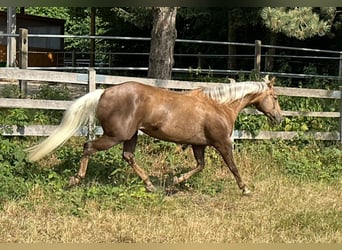 American Quarter Horse, Mare, 11 years, 15 hh, Palomino