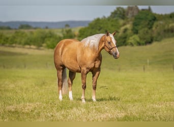 American Quarter Horse, Mare, 11 years, 15 hh, Palomino
