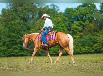 American Quarter Horse, Mare, 11 years, 15 hh, Palomino
