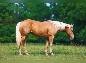 American Quarter Horse, Mare, 11 years, 15 hh, Palomino