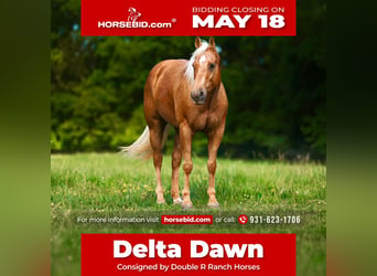American Quarter Horse, Mare, 11 years, 15 hh, Palomino