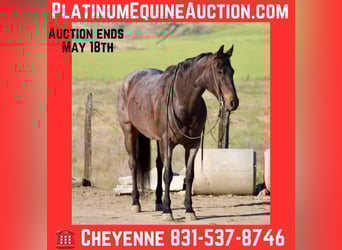 American Quarter Horse, Mare, 11 years, 15,1 hh, Roan-Bay