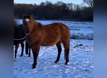 American Quarter Horse, Mare, 11 years, 15,2 hh, Dun