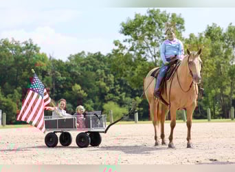American Quarter Horse, Mare, 11 years, 16 hh, Champagne