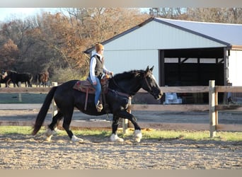 American Quarter Horse, Mare, 11 years, Black