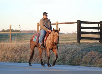 American Quarter Horse, Mare, 11 years, Buckskin