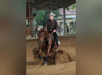 American Quarter Horse, Mare, 11 years, Chestnut