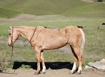 American Quarter Horse, Mare, 11 years, Palomino