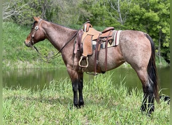 American Quarter Horse, Mare, 11 years, Roan-Bay