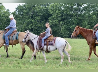 American Quarter Horse, Mare, 12 years, 13.2 hh, Chestnut